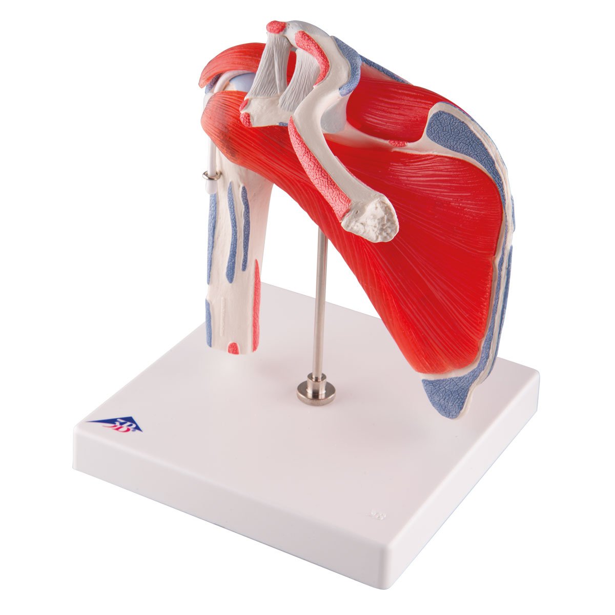 3B Scientific A880 Articolazione Scapolomerale con Cuffia dei Rotatori, 5 Pezzi + software gratuito di anatomia - 3B Smart Anatomy