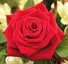 RED ROSE Rosa Bush Shrub Perennial Flower Seeds