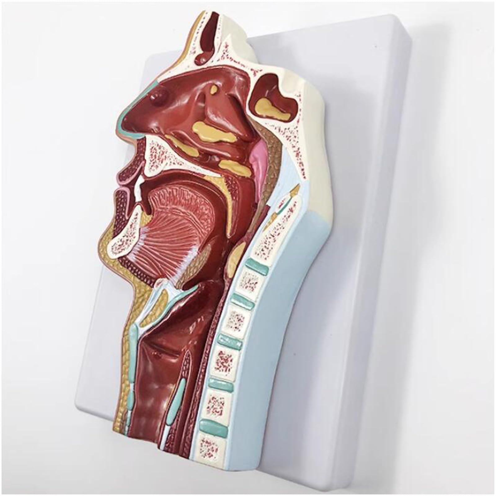 Modello di Anatomia nasale Umana - Modello di insegnamento del rinofaringe e della Gola - Modello della laringe faringea per l'educazione scientifica,Rhinitis