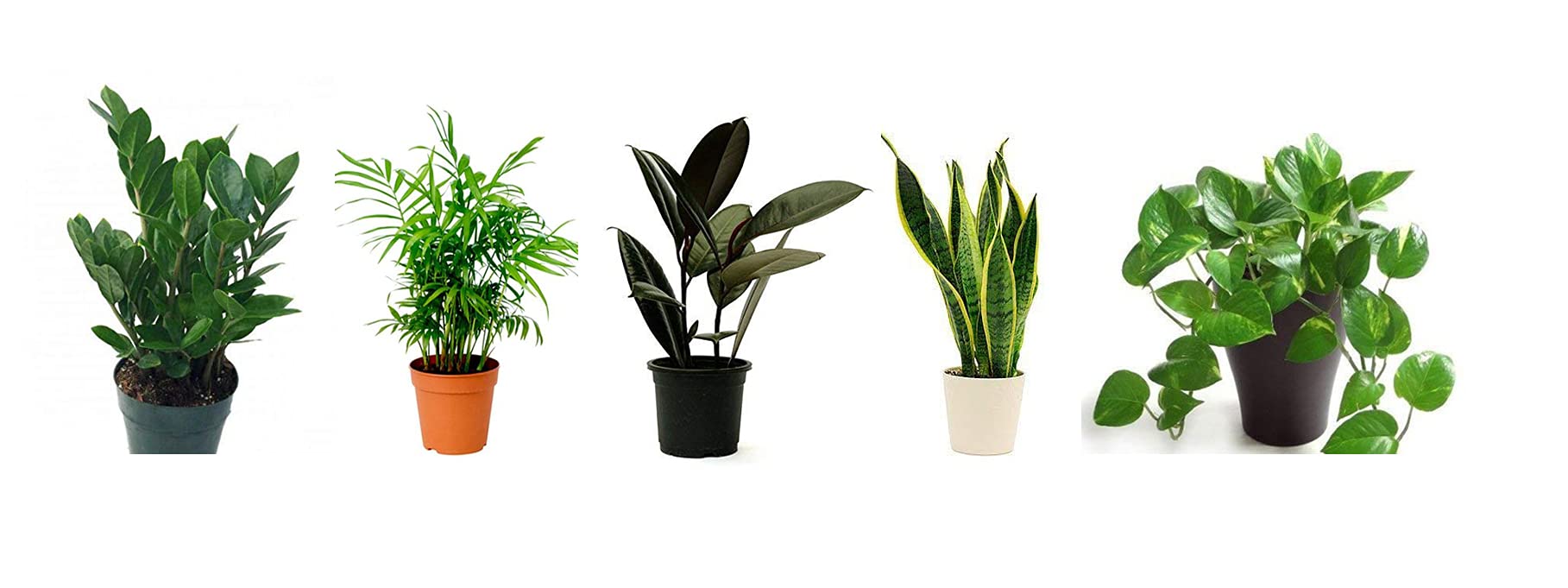 CAPPL Best 5 Air Purifier and Oxygen Enriching Live Plants with Plastic Pots for Your Home & Office (B08FSSW9ST) Amazon Price History, Amazon Price Tracker