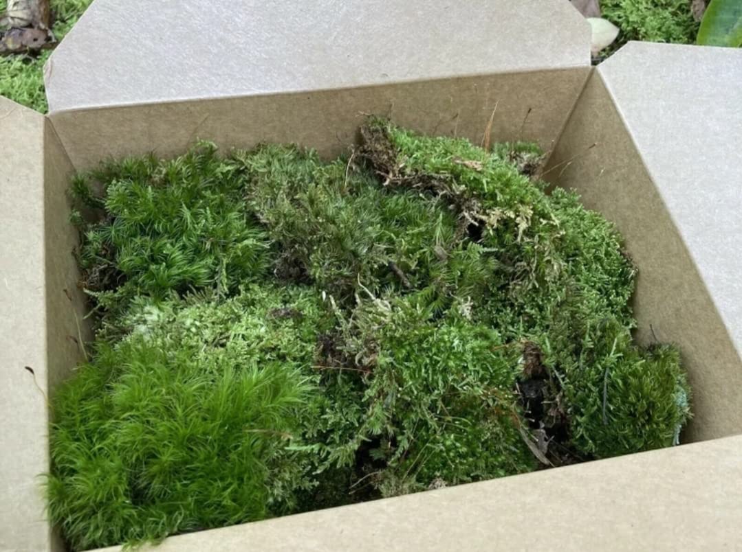 7 Hill's Three Variety Moss Sampler for Terrarium Kit
