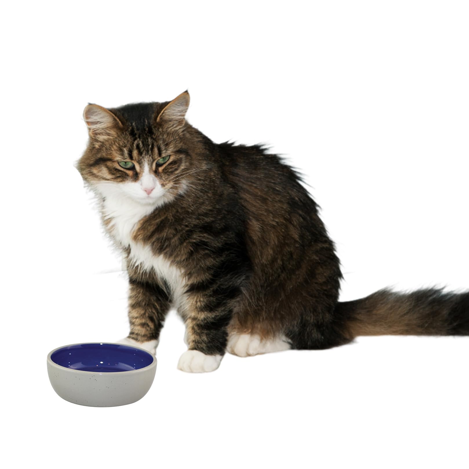 SPOT Ceramic Dish - Whisker-Friendly, Low-Edge Saucer for Cats, Birds, Reptiles, Ideal for Wet or Dry Food, Dishwasher Safe, 5.25-inch Diameter, Capacity: 2 Cups (16 Oz)
