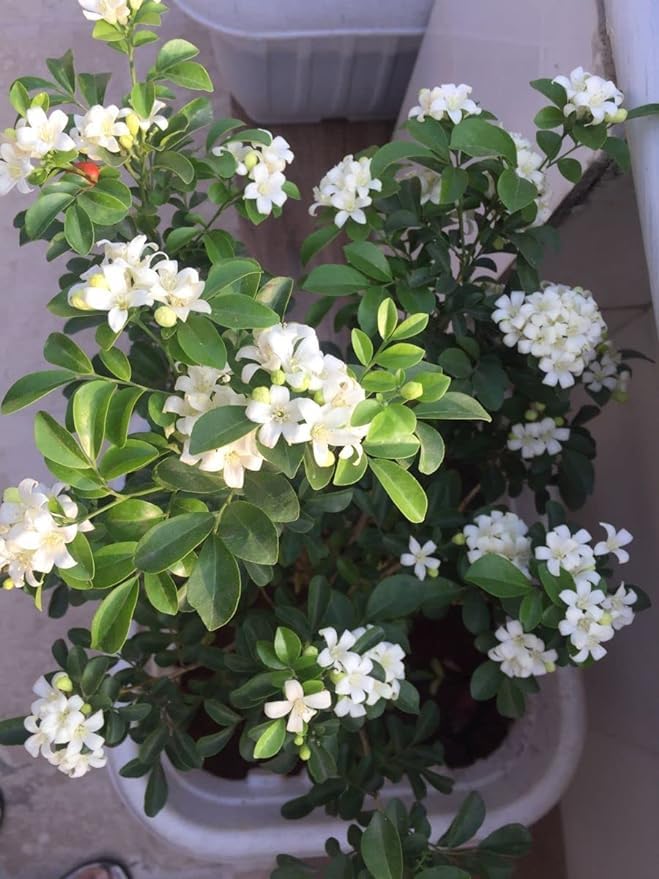 Madhu Kamini Plant Live Plant Nursery Indoor Outdoor Living Plants Pack Of 1 (B0CGPV5141) Amazon Price History, Amazon Price Tracker
