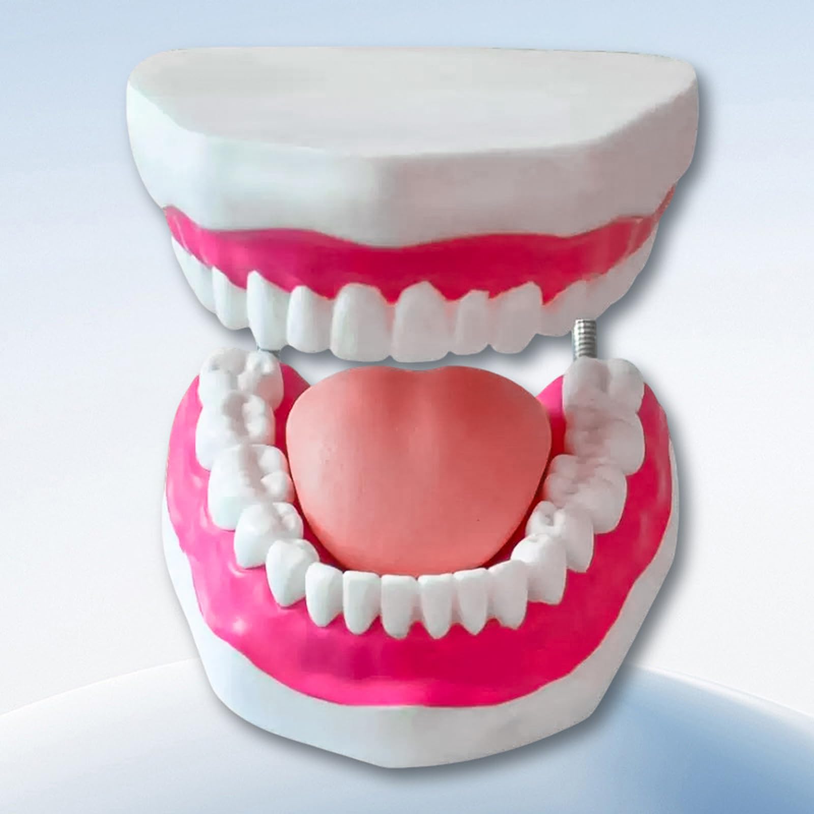 Modello di Denti Standard - Modello di Denti per Educazione - Modello Typodont Standard per Adulti per Dimostrazione di Protesi Dentale per Esposizione Pulita, Educazione