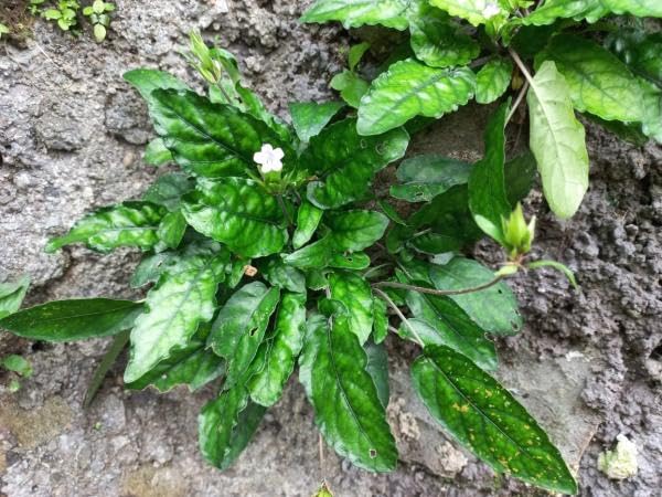Daun Gempur Batu - Ruellia Napifera Zoll. & Moritzi Dried Leaf (600 gram)
