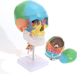 Life Size Didactic Human Anatomy Skull Model with 7 Cervical Vertebrae Anatomical Model, Life Size 3-Part Anatomical Model with Chart for Science Class & Human Anatomy Learning