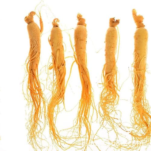 Raíz de ginseng fresca, ginseng fresco, panax ginseng envasado al vacío ginseng, raíz de ginseng fresco, ginseng fresco salvaje, montaña Changbai