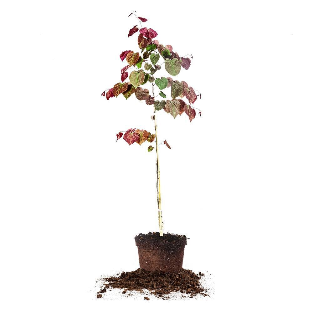 Forest Pansy Redbud - PERFECT PLANTS 3-4 ft