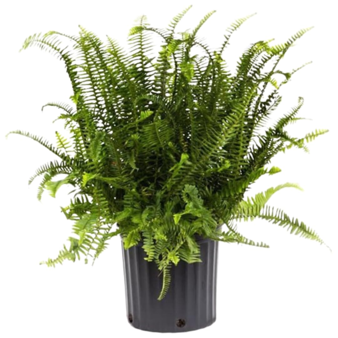 American Plant Exchange Kimberly Queen Fern, Live Air-Purifying Houseplant, Versatile Indoor or Outdoor Décor, Large 10-Inch Pot, 1.5FT Tall for Planters & Baskets
