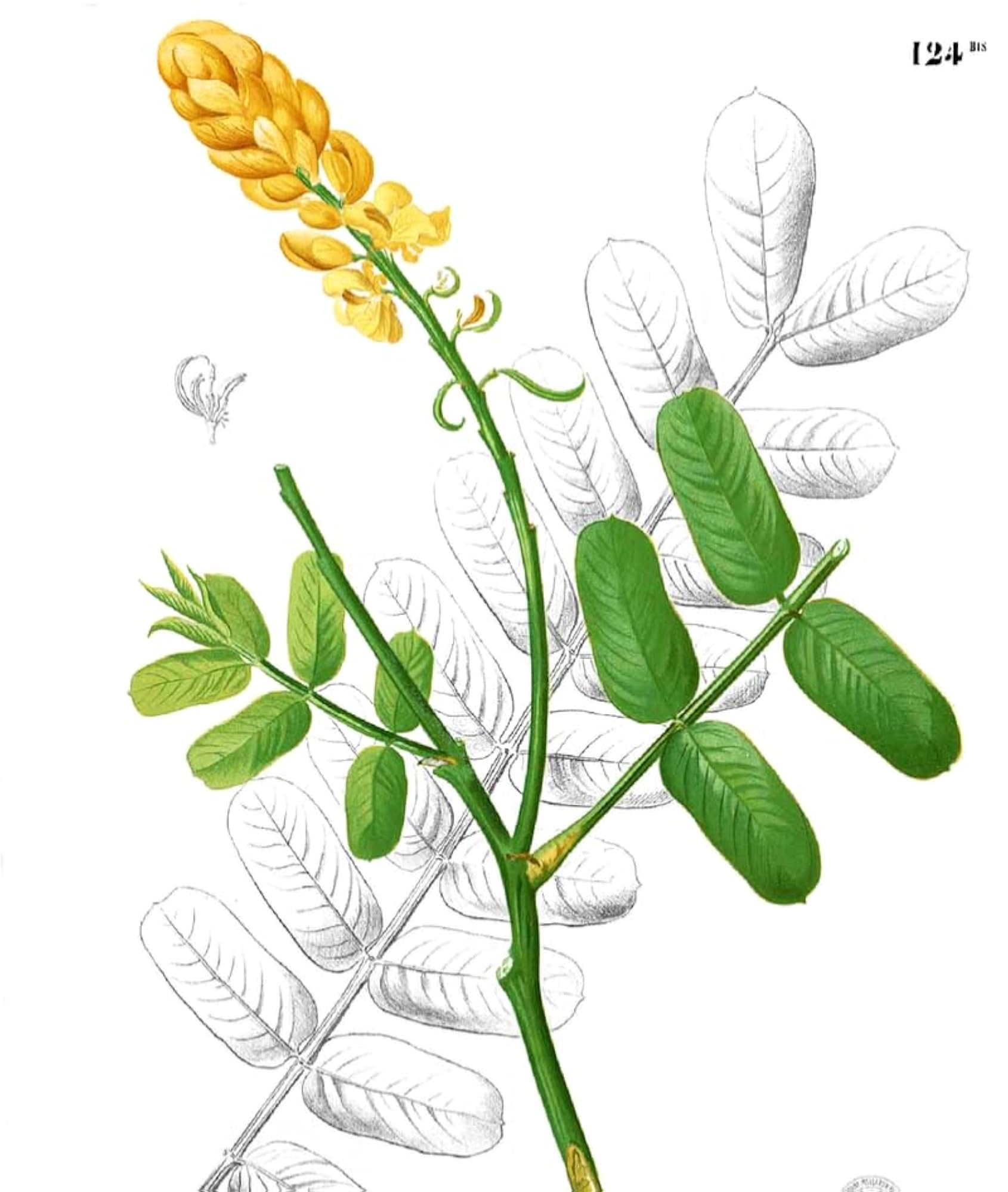 Seemai Agathi Herbal Supplement for Wellness