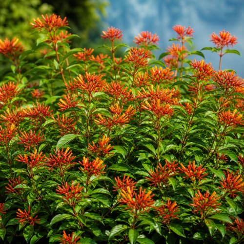 Firebush Dwarf I Large 4 Inch Pot I Hamelia Patens Compactal Vibrant Red-Orange Blooms...