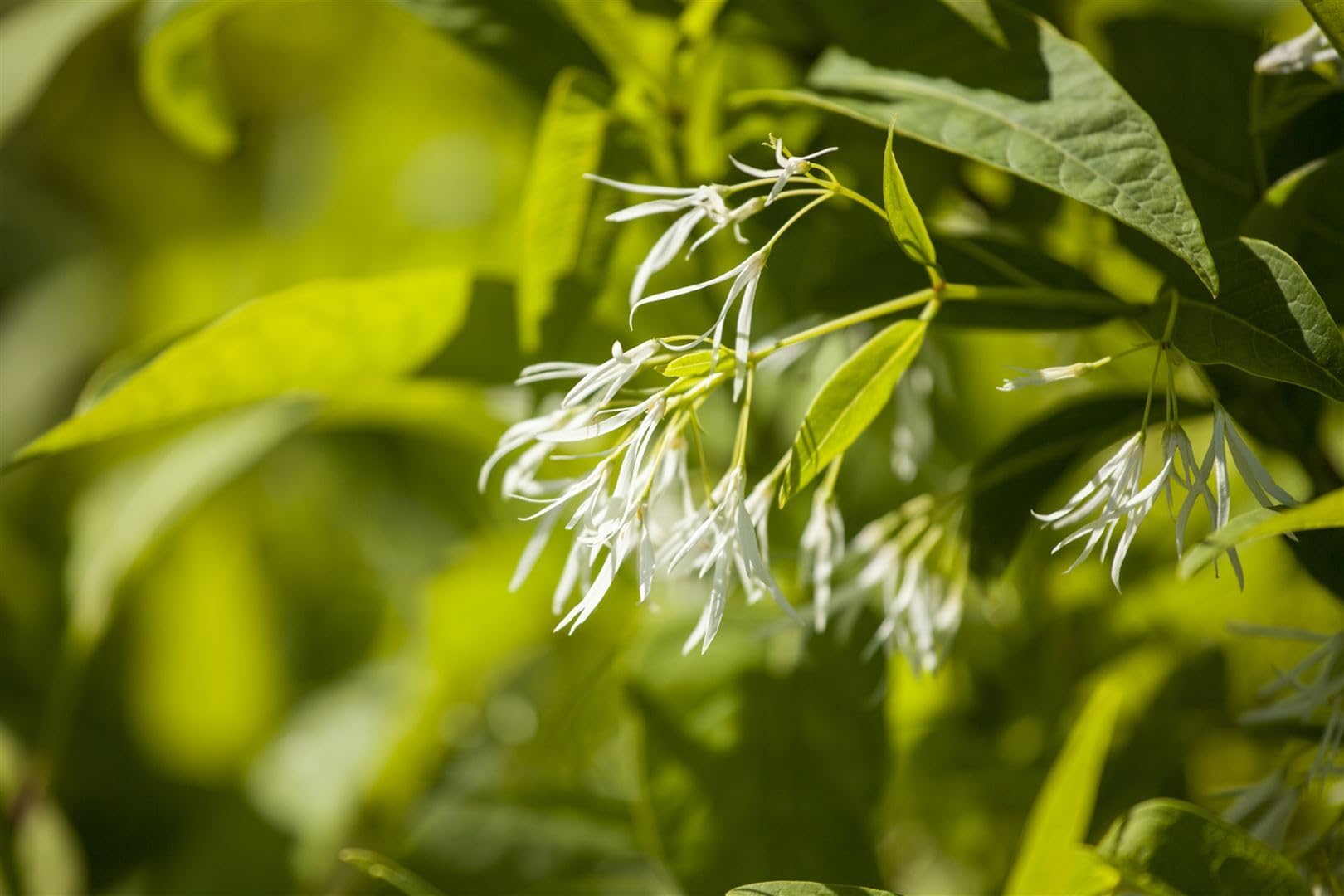 Chionanthus virginicus 30-40 cm – Winterhart, Mehrjährig, Pflegeleicht – Amerikanischer Schneeflockenstrauch – Ziergehölz für Garten & Vorgarten