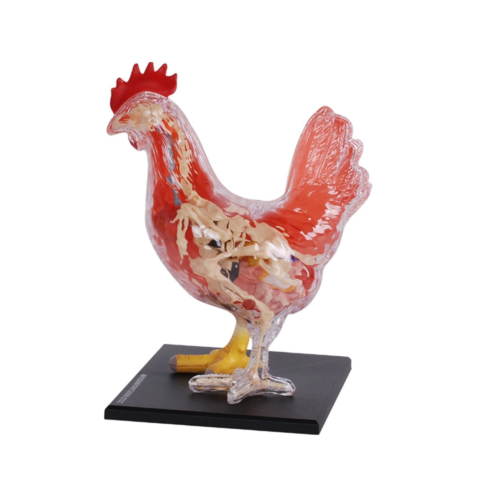 4d Vision Chicken Anatomy Model, Chicken Skeleton & Anatomy Model Kit, Detachable 32 Parts Scientific Anatomical Animal Model, Puzzle Assembly Toy Kit