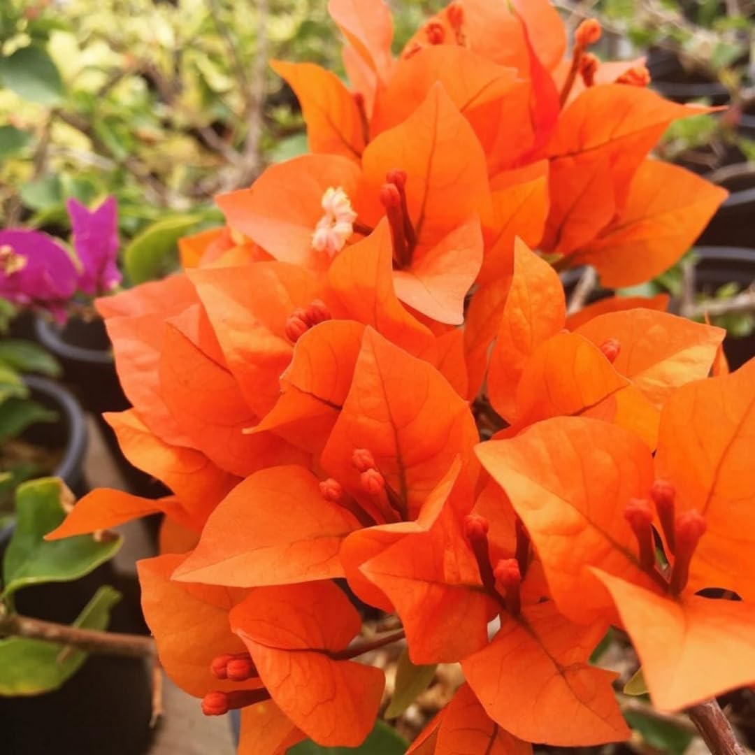 Mixed 2 Bougainvillea Plants Live, Assorted from Light Purple, Yellow, White, Pink Flower Plants, 4 to 5 Inches Tall Rooted Bougainvilleas Tree Bush