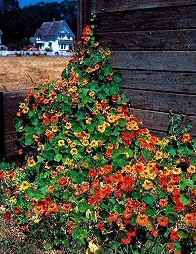 SeeKay Nasturtium Tall Climbing Mix - 45 Seeds - Annual