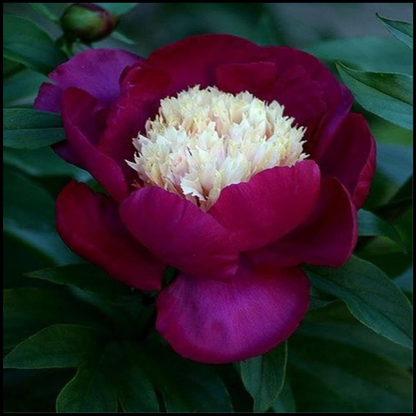 Peony Bulbs for Planting Now UK,Plant Bulbs,Hardy Perennial,Garden Flowers,Flowering Bulbs,Greening Flower,Wedding Flowers,Strong Plants That Grow Well-6Bulbs-H