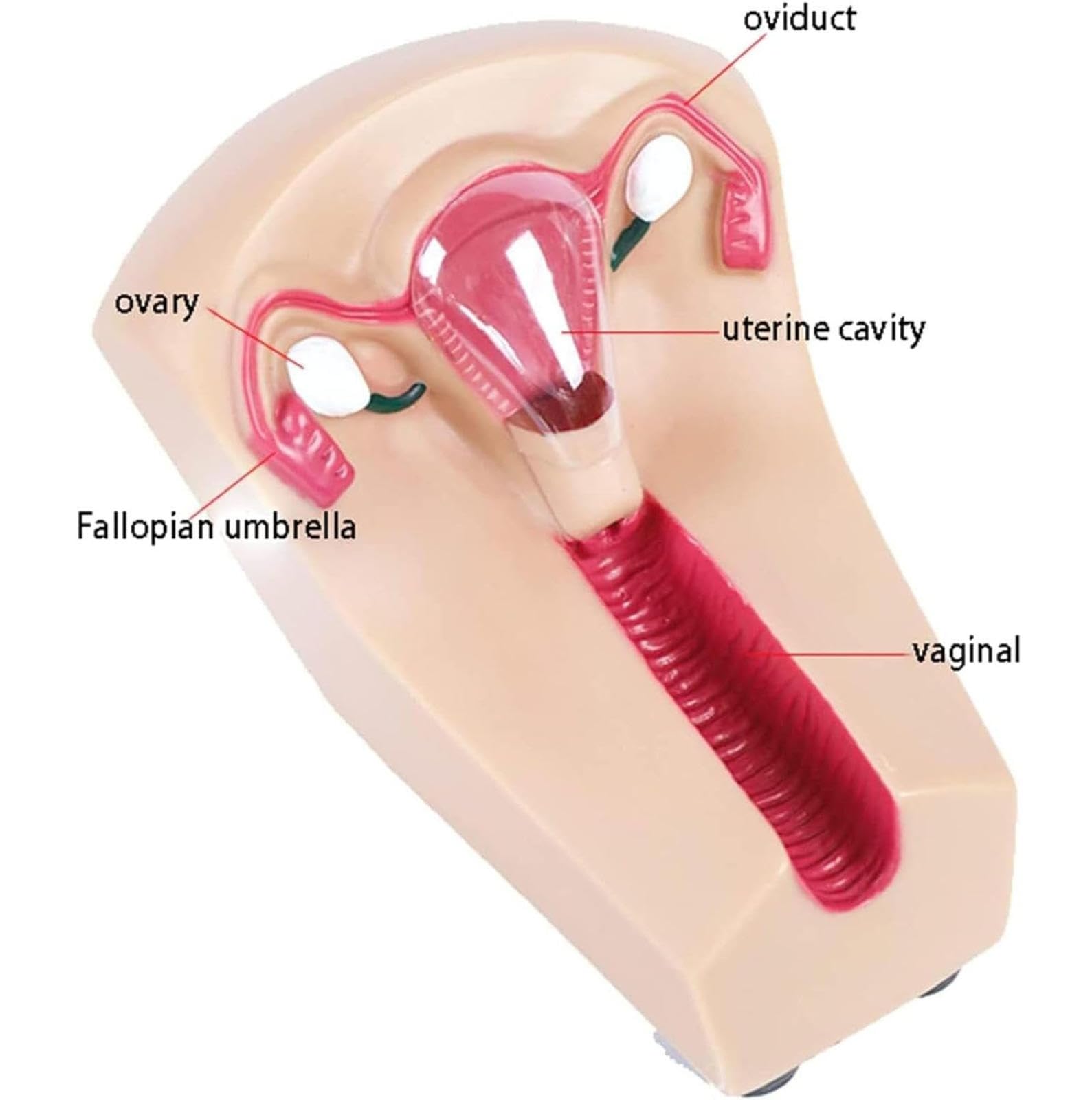 AMITD Contraccezione intrauterina femminile e modello di formazione,Modello di formazione di contraccezione intrauterina utero femminile modello di guida contraccezione interna e Birth esterno