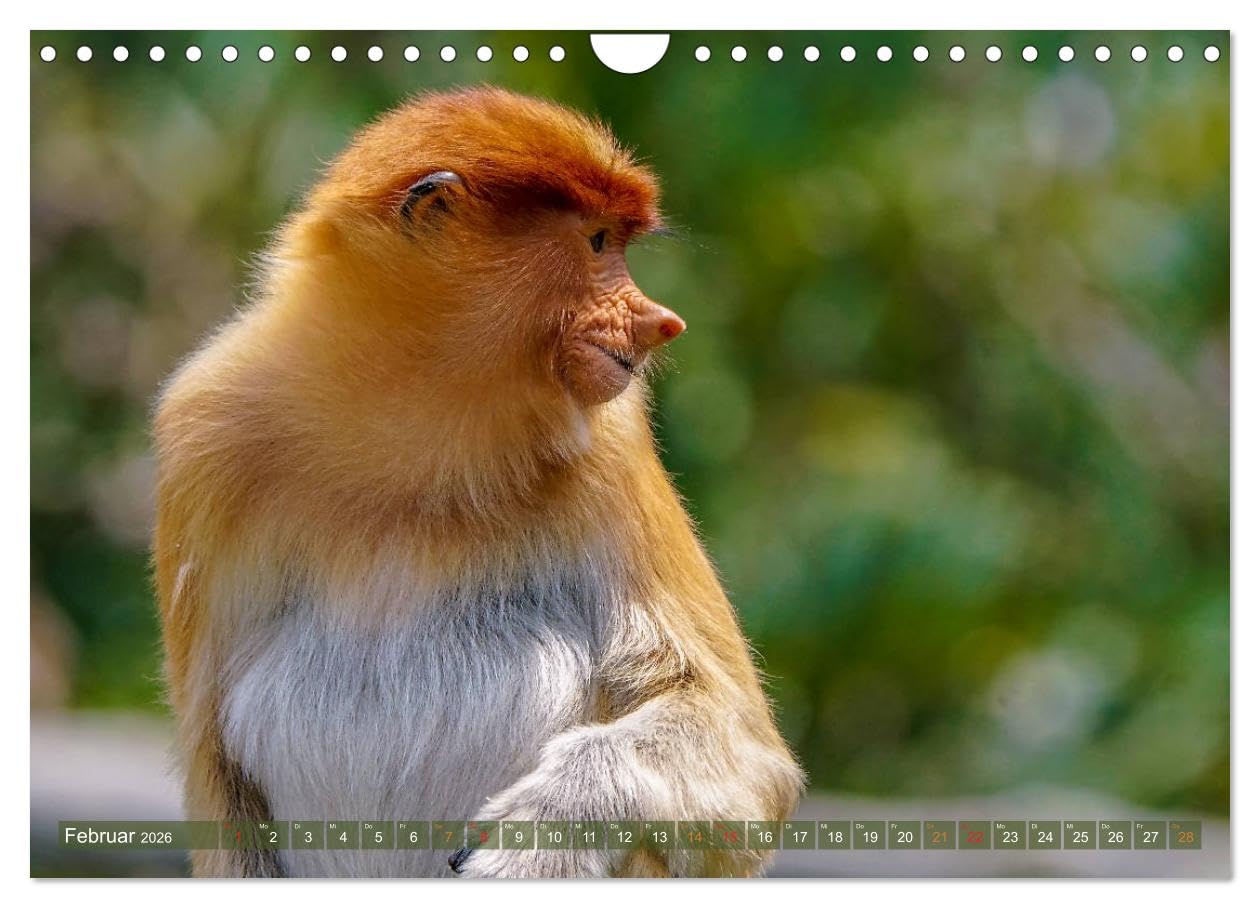 Nasenaffen von Borneo (Wandkalender 2026 DIN A4 quer), CALVENDO Monatskalender: Das aufregende Leben der Nasenaffen in Borneo (CALVENDO Tiere)