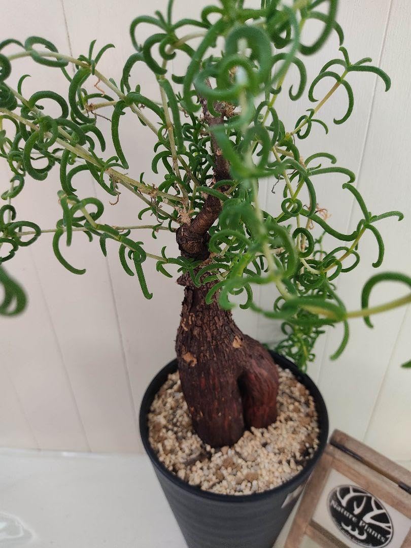 Amazon.co.jp: 発根済 珍系塊根植物 メストクレマツベローサム ホビー  