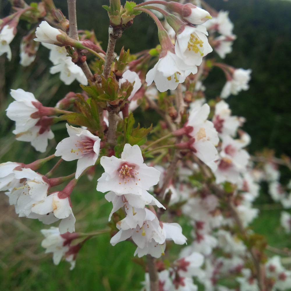 Flowering Ornamental Cherry Tree Prunus 'Kojo no Mai' Standard 90cm