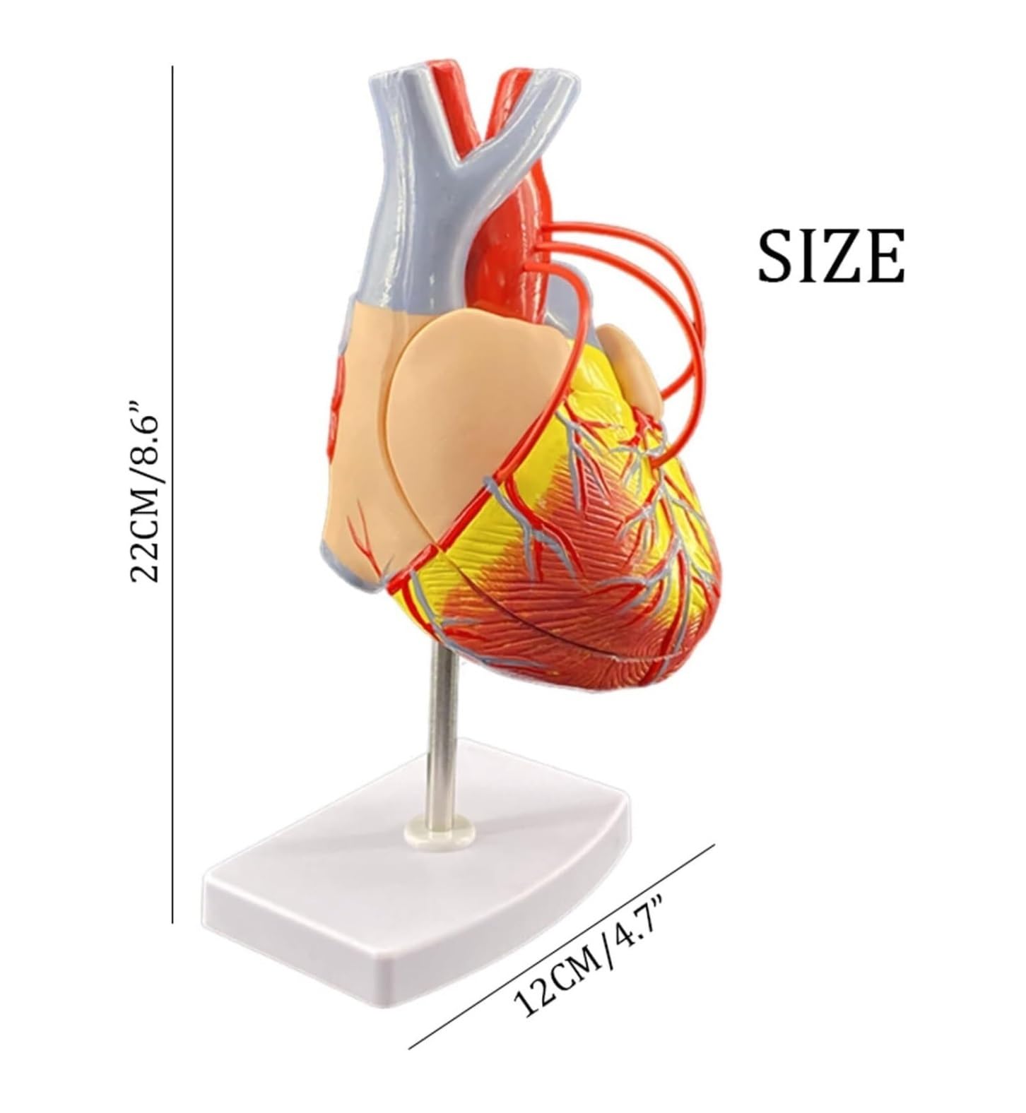 Herramienta De Enseñanza Modelo De Derivación Cardíaca Anatomía, Corazón Humano Con 2 Partes Desmontables Para Laboratorios Cardíacos, Enseñanza Médica Anatomía Médica