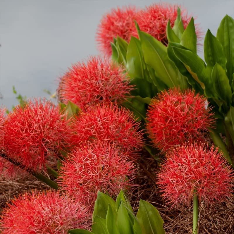 Football Lily Hybrid Flowering Plant for Home Garden Pack of 5 Bulbs By Zabbus (B0BTRT3PB3) Amazon Price History, Amazon Price Tracker