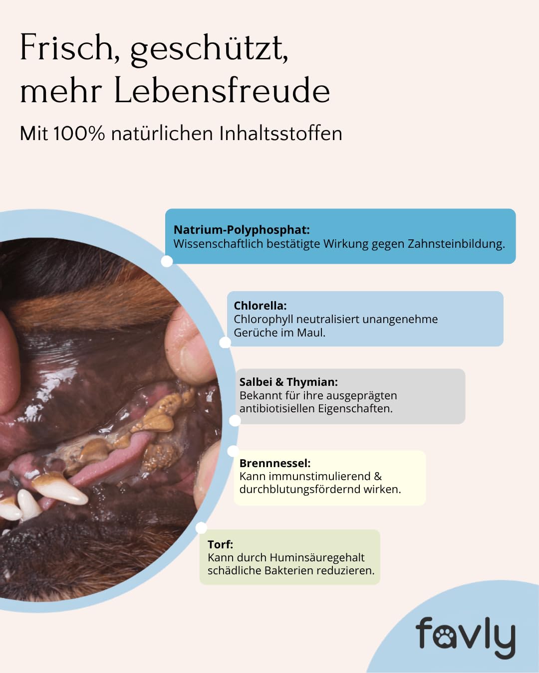 FAVLY – DENTAL polvere per la cura dei denti per cani, 250 g, mangime complementare per denti in polvere per cani contro l'alito e la placca dentale, con clorella biologica e prezzemolo, senza cereali