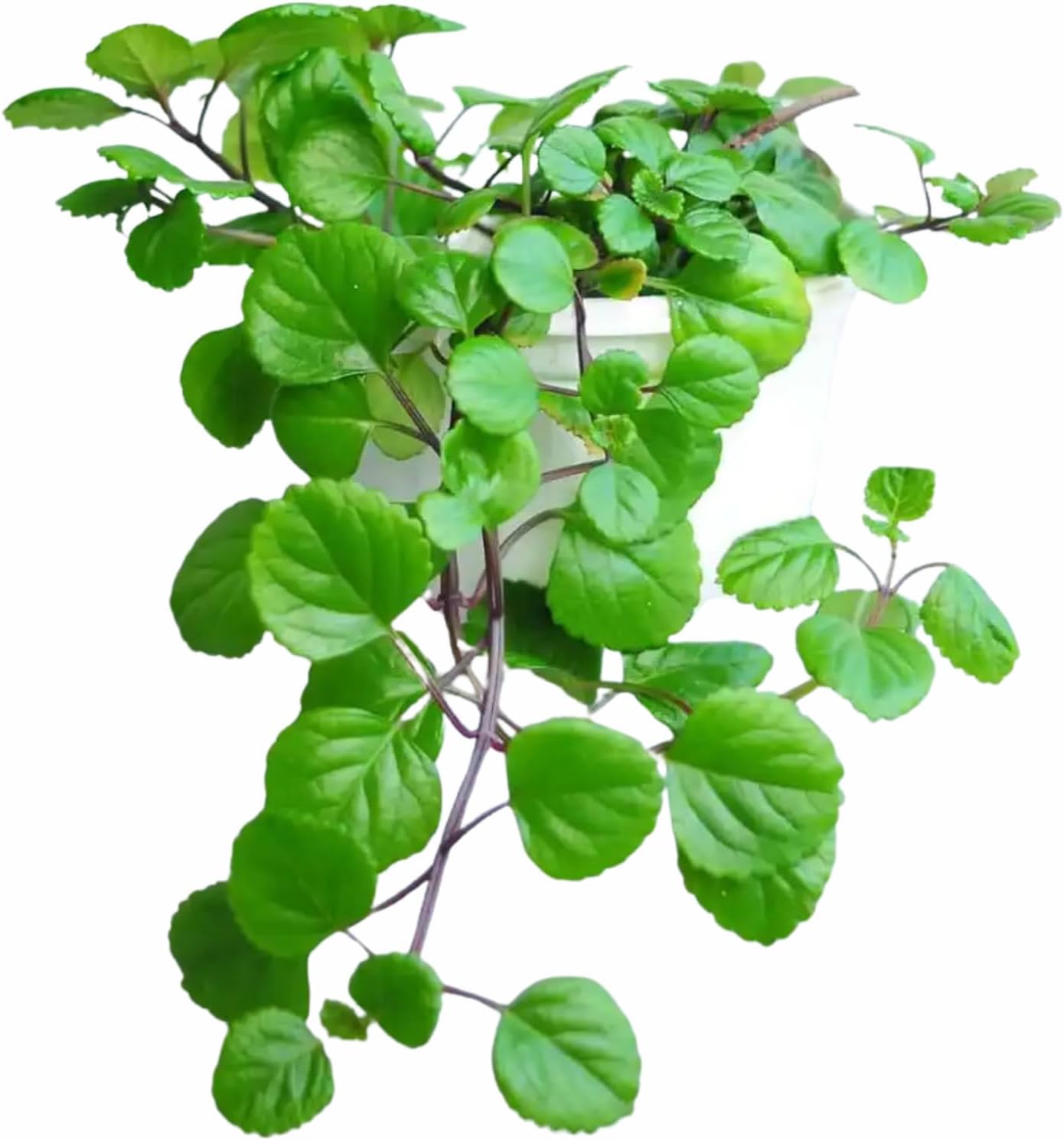 2 Green Swedish Ivy Plants Live for Planting - in 2 Inch Pot - Swedish Ivy Mint Seedlings 5" Tall