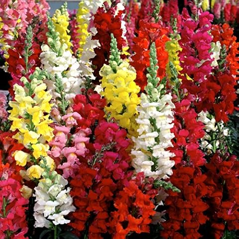 Premier Seeds Direct Snapdragon Tetra Mixed Seeds Cover