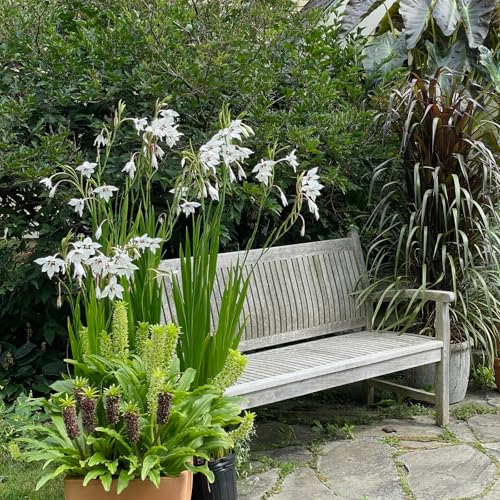 Carbeth Plants - 100 x Acidanthera Gladiolus Murielae Bulbs 