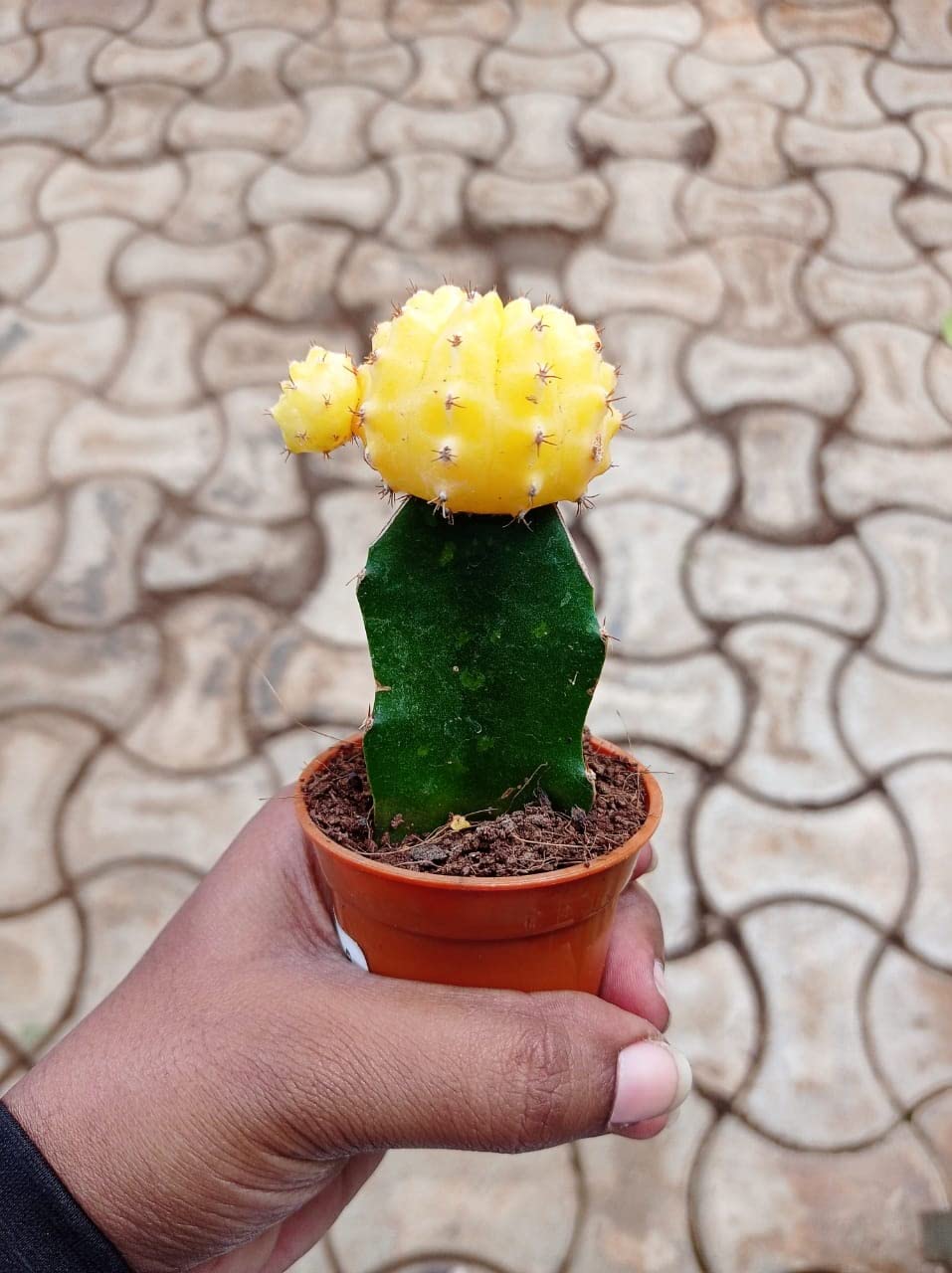 CAPPL Moon Cactus Small Live Plant (Yellow) indoor, low maintenance (B0B58JNVPY) Amazon Price History, Amazon Price Tracker