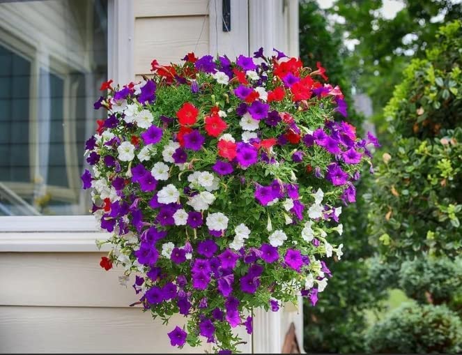 SRI SAI FORESTRY Hanging Petunia Flower Seeds Mix Color Plant Seed for Home Garden Terrace Balcony Pack 100 (B0BGJR91YH) Amazon Price History, Amazon Price Tracker