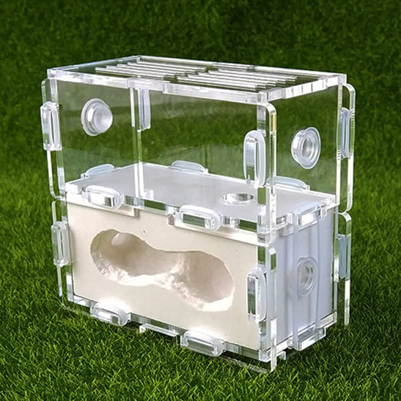 Terrarium pour reptiles et nid de fourmis en acrylique gypse pour insectes