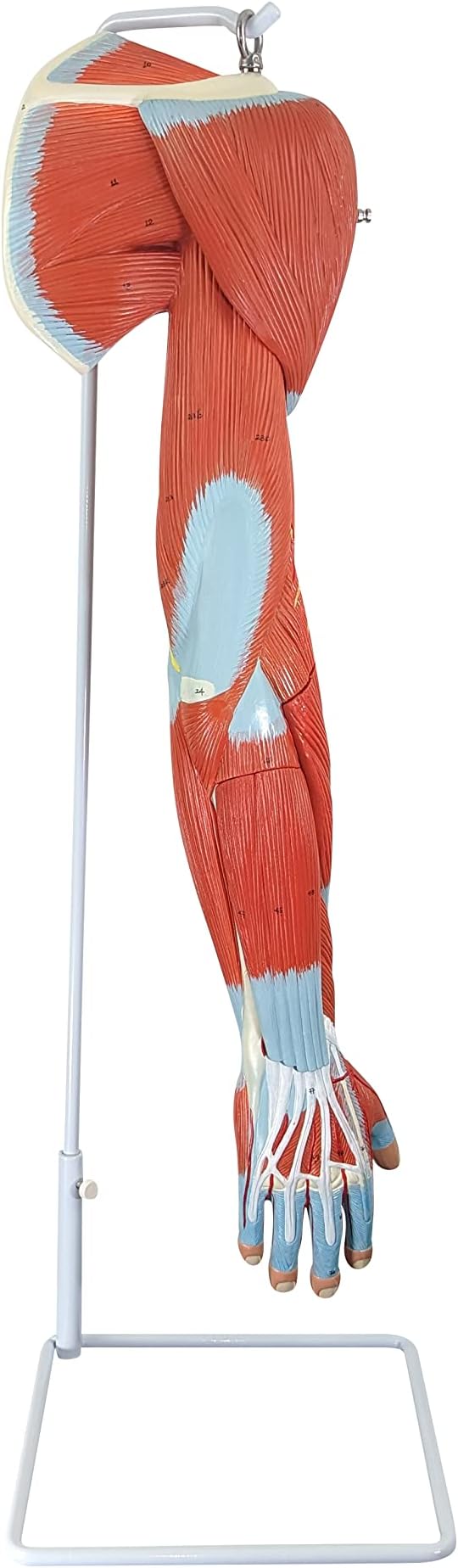 Axis Scientific Muscled Arm Anatomical Model with 6 Removable Muscles, Shows Veins and Arteries, Life Size Human Replica with Detailed Product Guide