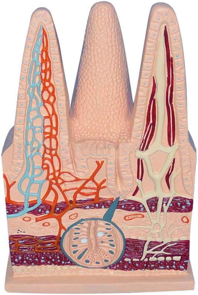 1pc Human Digestive System Intestinal Villi Model - for Healthcare use Study and Teaching Demonstration