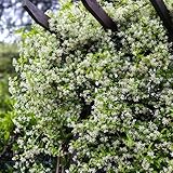 Semi di gelsomino - rampicanti sono resistenti gelsomino stellato da giardino 200pcs