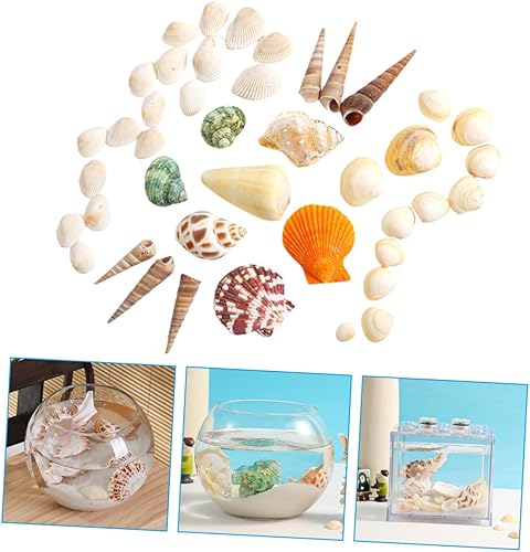 Miniatura 2 de Garneck 4 juegos de conchas marinas paisajismo de varios tamaños conchas marinas, floreros decorativos de conchas marinas artesanales, decoración de