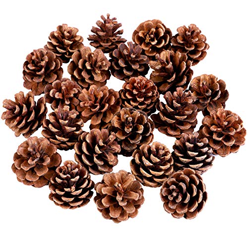 Cooraby 24 Pieces 3-4 cm Mini Christma Pine Cones Holiday Pinecones Xmas Natural Pine Cones Pendant Fall Thanksgiving Christmas Party Decoration for DIY Crafts