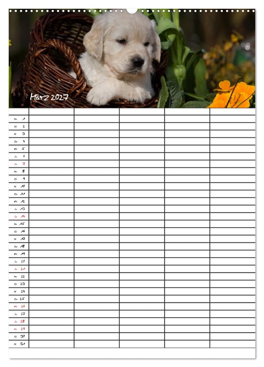 CALVENDO - Familienplaner: Golden Retriever Welpen (Wandkalender 2027 DIN A2 hoch), Monatskalender: Dieser Familienplaner mit 5 Spalten wird Ihnen jeden Monat erneut ein Lächeln ins Gesicht zaubern.