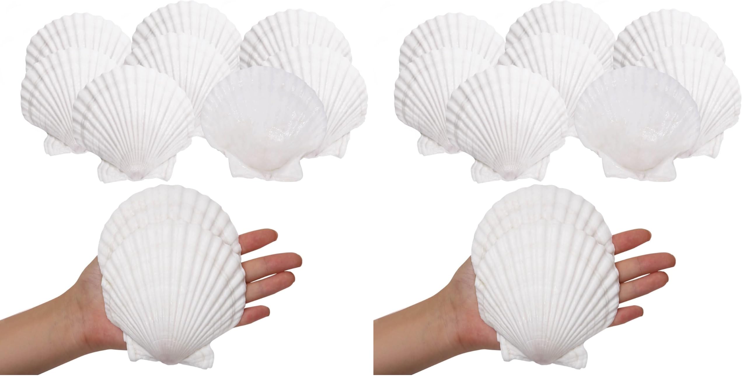 Giftvest 10PCS Sea Shells White Scallop Shells for Crafts Baking Cooking Serving Food, 4-5 inch Large Natural Seashells for DIY Crafts Seashell Beach Decorations for Home Decor (Pack of 2)