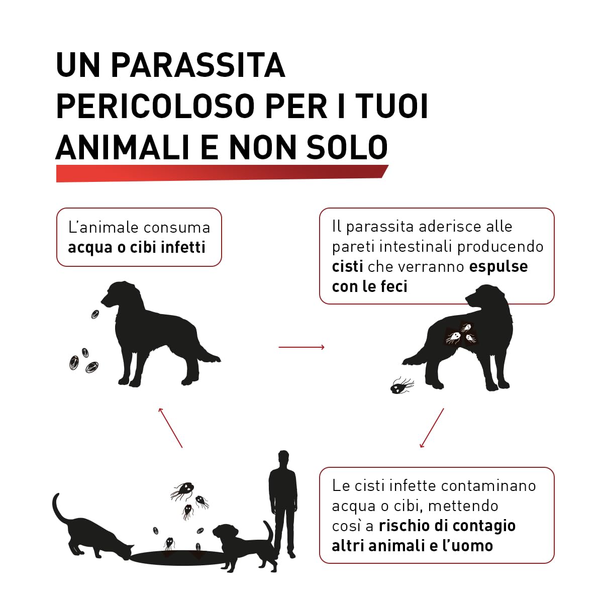 Panacur Compresse 500mg Dosaggio Forte - Vermifugo Per Cani Di Grossa Taglia. Libera da Giardia, Vermi Tondi e Vermi Piatti