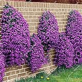 Suelo: bien drenado Kisshes Seeds- 100 unids Rock Cress Semillas Jardín Creeping Tomillo Perenne Flor Planta Semillas
