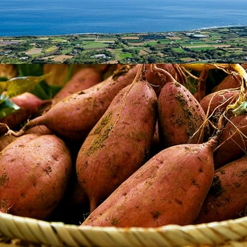 種子島産 安納いも, 生芋 SS/Sサイズ, 有機肥料使用, 西之表市産, 5kg入り, GI認定品, 熟成40日以上