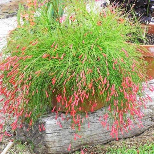 BIGBCART Russelia Firecracker Plant Coral Plant Rasili Ornamental Live Plant