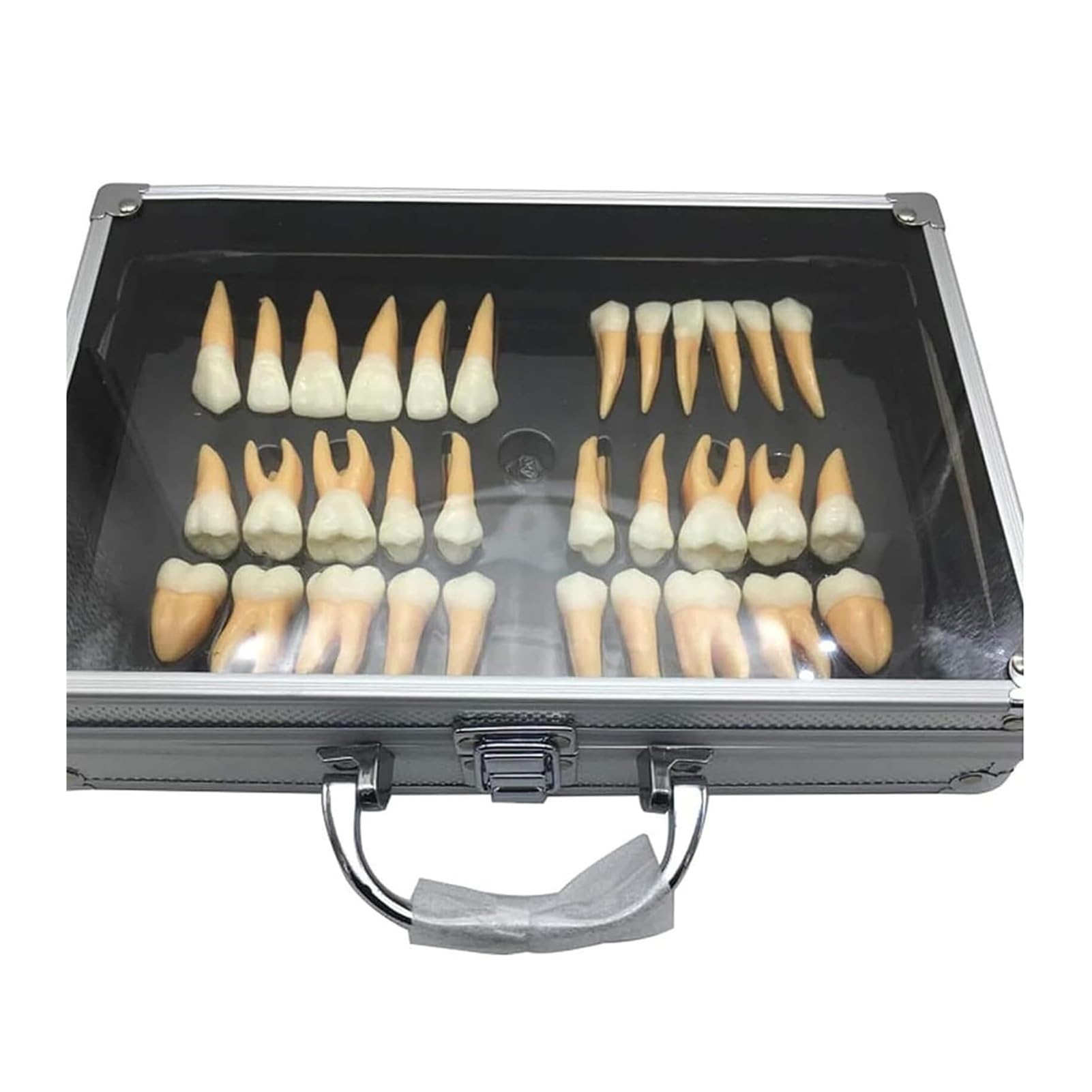 Model zębów dentystycznych powiększony 2,5 razy - 32 szt. Zestaw zębów dla dorosłych z etui do przechowywania, powiększone dwukolorowe zęby Narzędzia edukacyjne i dydaktyczne