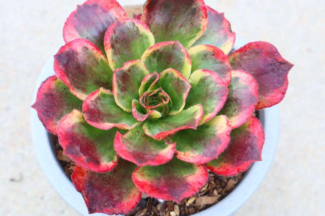 多肉植物 アエオニウム ゴースト七彩錦（大）