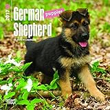 German Shepherd Puppies 2017 Calendar