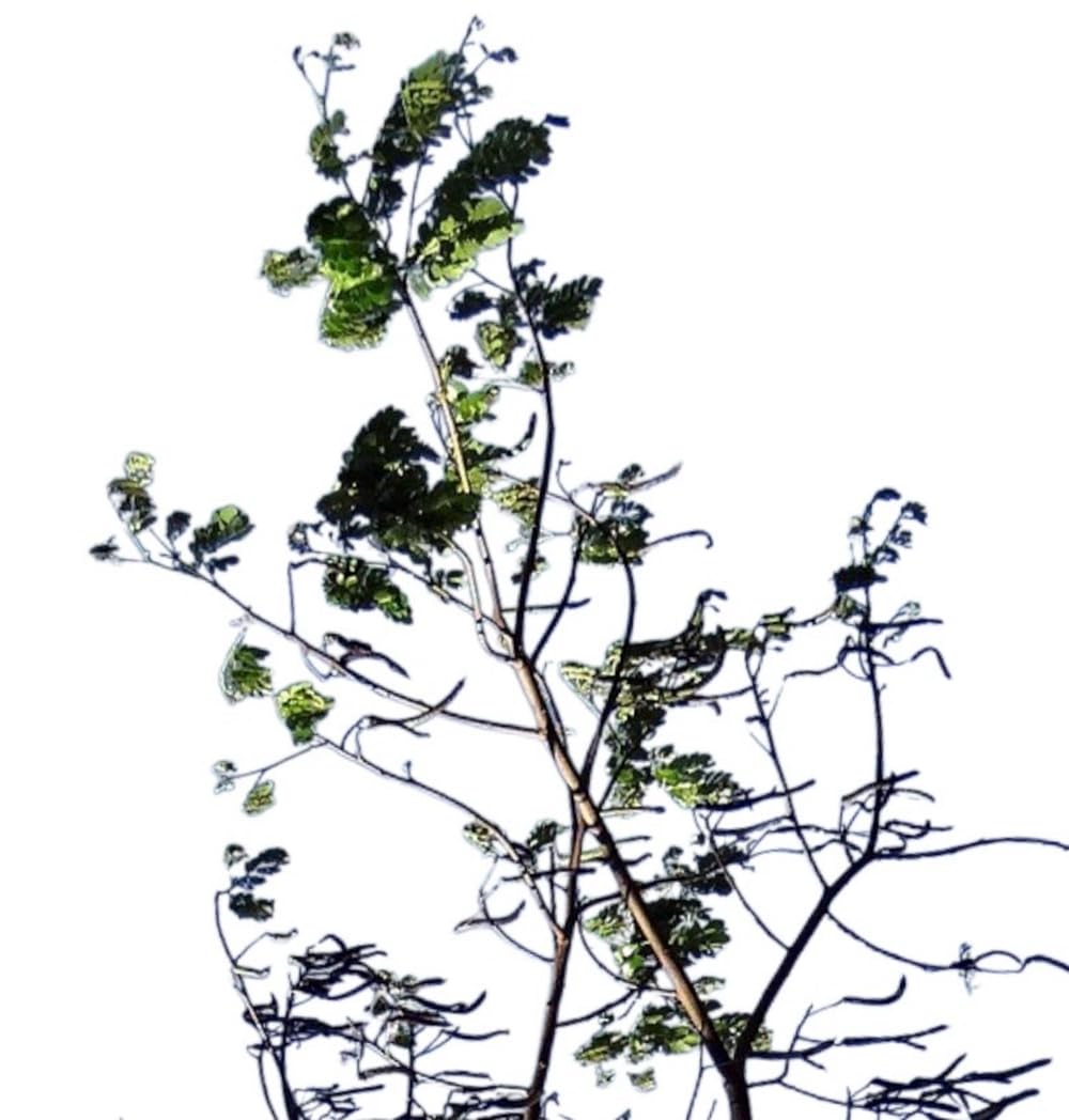 Planta natural Albizia Julibrissim Rosea, 120 cm. Acacia de Constantinopla o árbol de la seda. inflorescencias de color rosa intenso con largos estambres sedosos. Segura Garden