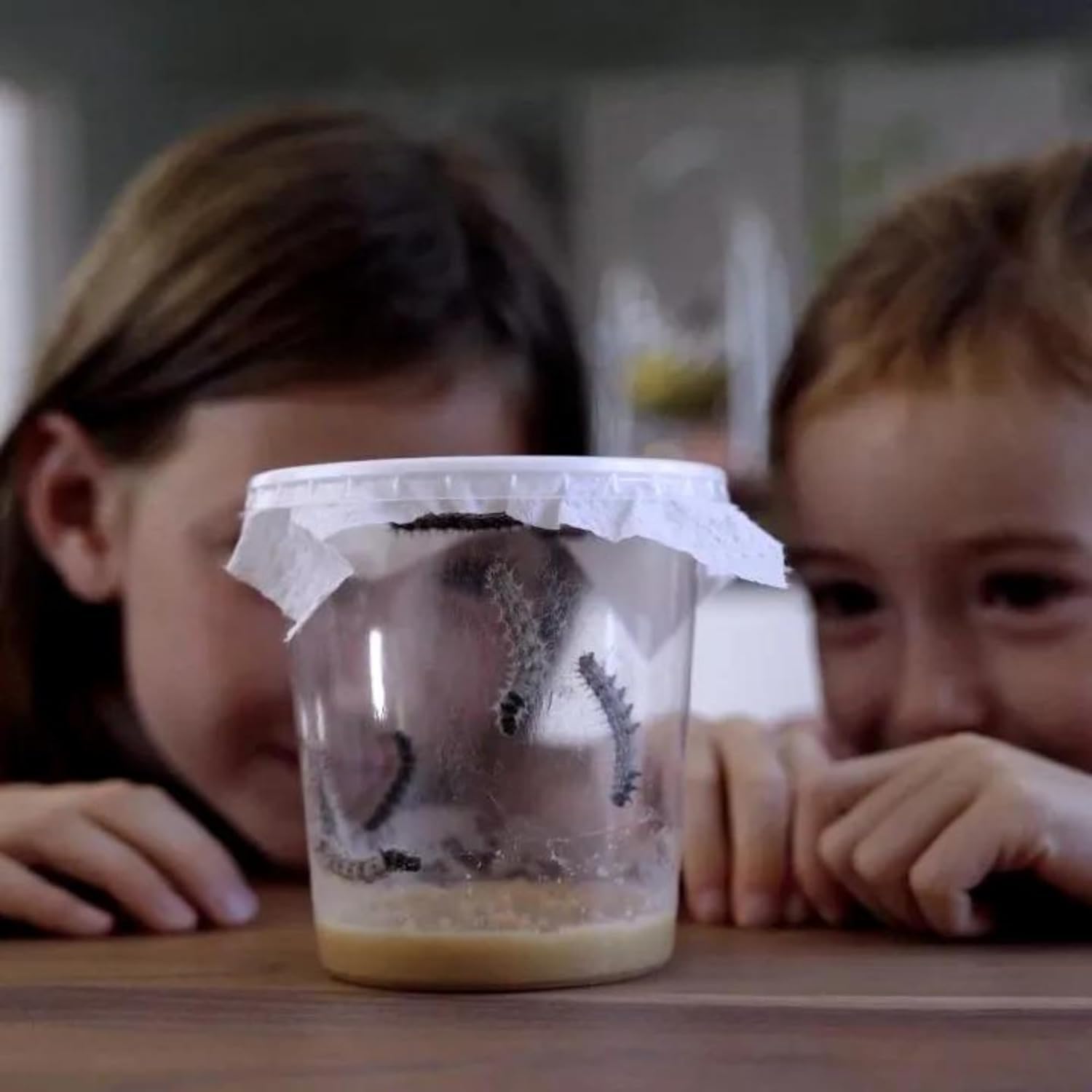 Schmetterlingszucht-Set für Kinder/Erwachsene | Ideal für zuhause | Heimische Schmetterling züchten mit [Erfolgsgarantie] | GRATIS E-Book und Lernmaterialien | Raupenzucht klein ab 3 Jahren - 2 Becher