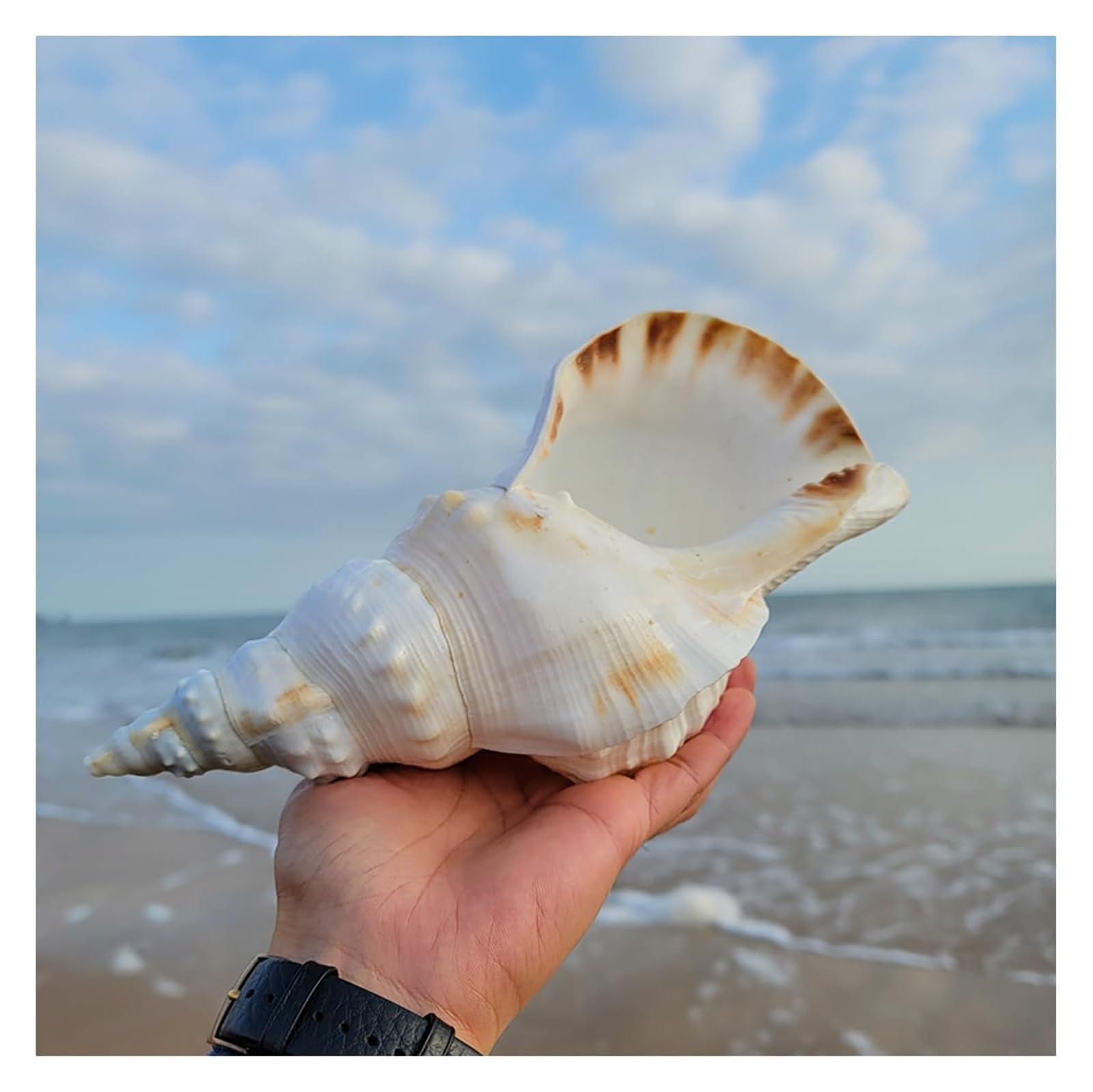 Coquillage, la décoration 17-25Cm fête de Mariage sur Plage, décorations(19cm)